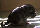 Portrait de Chinchpat