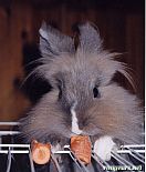 Portrait de Chipie