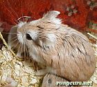 Portrait de Ciboulette