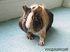 Photo de Cochon d Inde 	Cobby One	