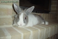 Photo de Lapin 	Coyote	