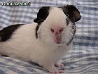 Photo de Cochon d Inde 	Crepin	