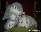 Photo de Lapin 	Crumbble	