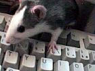 Photo de Rat Cthulhub