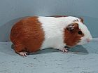 Portrait de 	Cuy 4 Kg