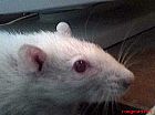 Photo de Rat Darwin
