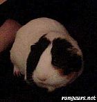 Photo de Cochon d Inde Guinea