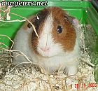 Photo de Cochon d Inde 	Diva	