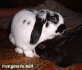 Photo de Lapin 	Doudou Et Doudoune	