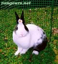 Photo de Lapin Doudou