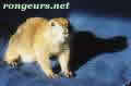 Portrait de Eclipse