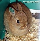 Photo de Lapin Electra