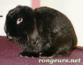 Photo de Lapin Fanon