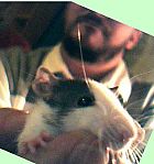 Photo de Rat Ficelle