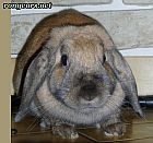 Photo de Lapin 	Fidele	