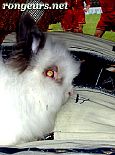Photo de Nouveautes Fifi
