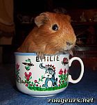 Photo de Cochon d Inde 	Filou	