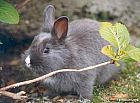Photo de Lapin Flocon
