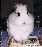 Photo de Lapin 	Flocon	