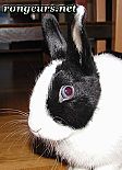 Photo de Lapin 	Flocon	