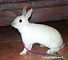 Photo de Lapin Flocon