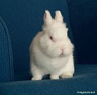 Photo de Lapin Flocon Krazymouz