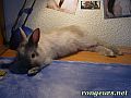 Photo de Lapin 	Frimousse	