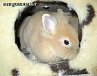 Photo de Lapin Frippon