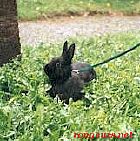 Photo de Lapin Frisby