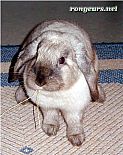 Portrait de Galak