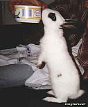 Photo de Lapin Galopin