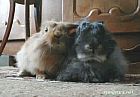 Portrait de Gaspard Et Miette