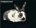 Photo de Lapin Gedeon