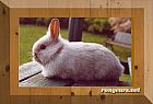 Photo de Lapin Georges