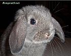 Portrait de 	Gimli	
