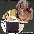 Photo de Lapin Gipsy