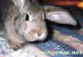 Portrait de Gloune