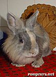 Photo de Lapin Gnocchi