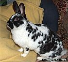 Photo de Lapin 	Grenouille	