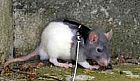 Photo de Rat Grib