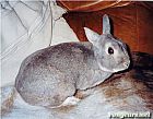 Photo de Lapin Gribouille