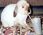 Photo de Lapin Gribouille