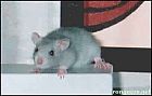 Photo de Rat Grisou