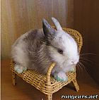Photo de Lapin 	Guismo	