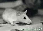 Photo de Rat Gumpi