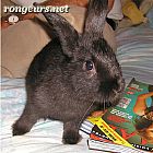 Photo de Lapin Guzu