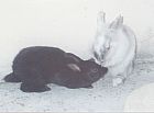 Photo de Lapin Haka & Ramses