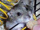 Portrait de 	Hamsterix	
