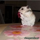 Portrait de 	Hamtaro	