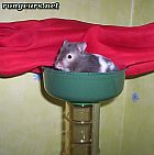 Photo de Hamster 	Hamtaro	